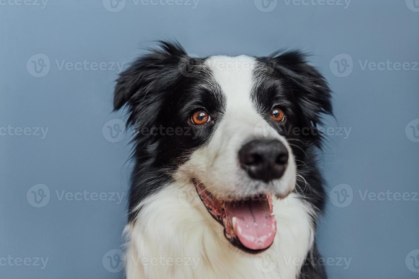 Chiot mignon chien border collie avec drôle de visage isolé sur fond bleu gris. mignon chien de compagnie. concept de vie animale de compagnie. photo