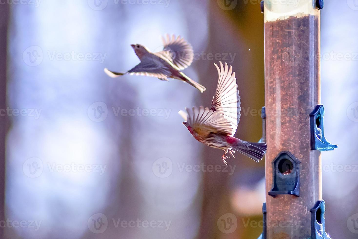 oiseaux de basse-cour autour de la mangeoire à oiseaux photo