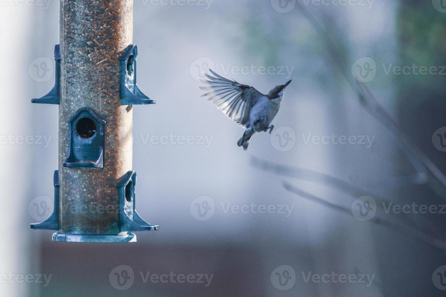 oiseaux de basse-cour autour de la mangeoire à oiseaux photo