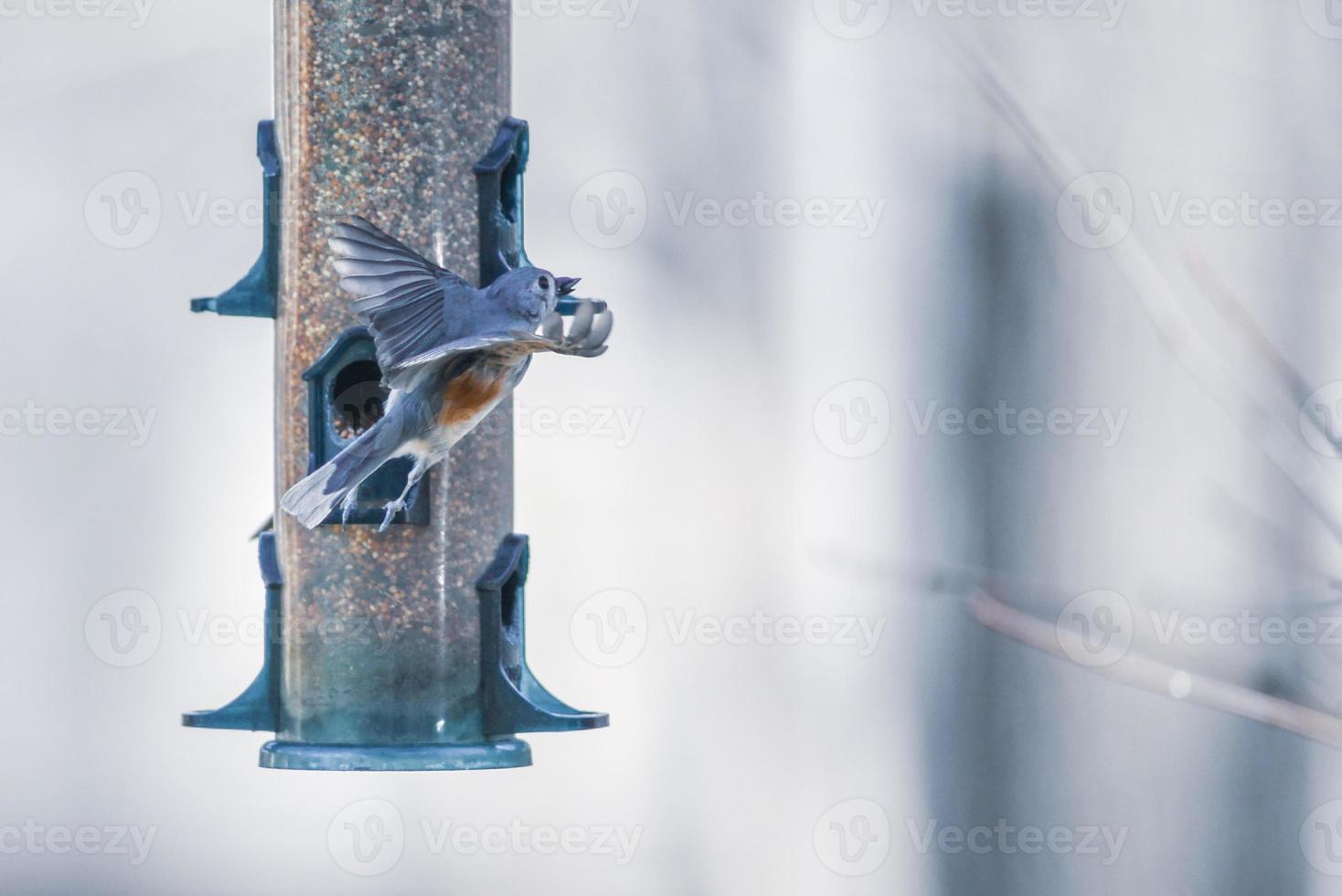 oiseaux se nourrissant et jouant à la mangeoire photo