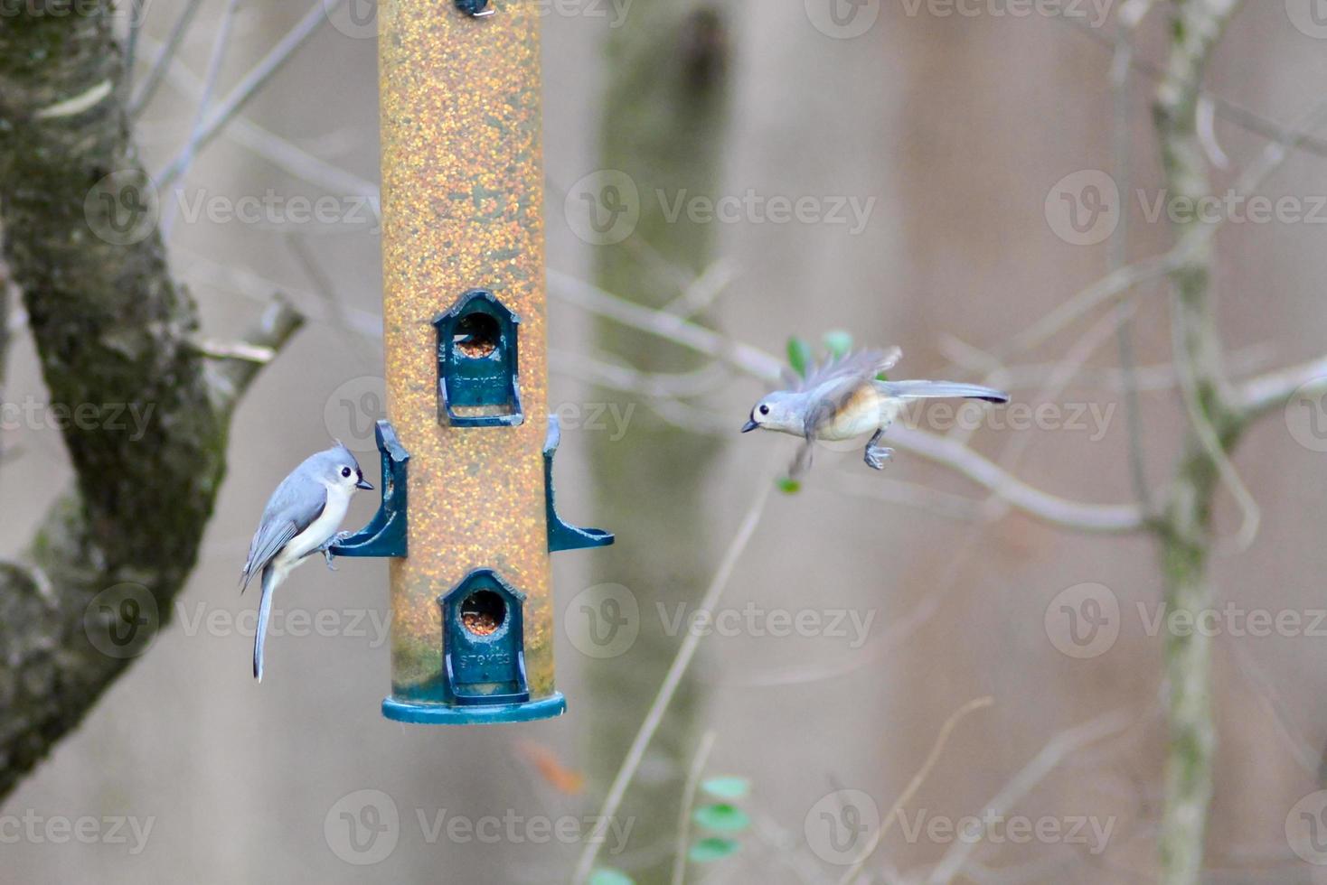 oiseaux de basse-cour autour de la mangeoire à oiseaux photo