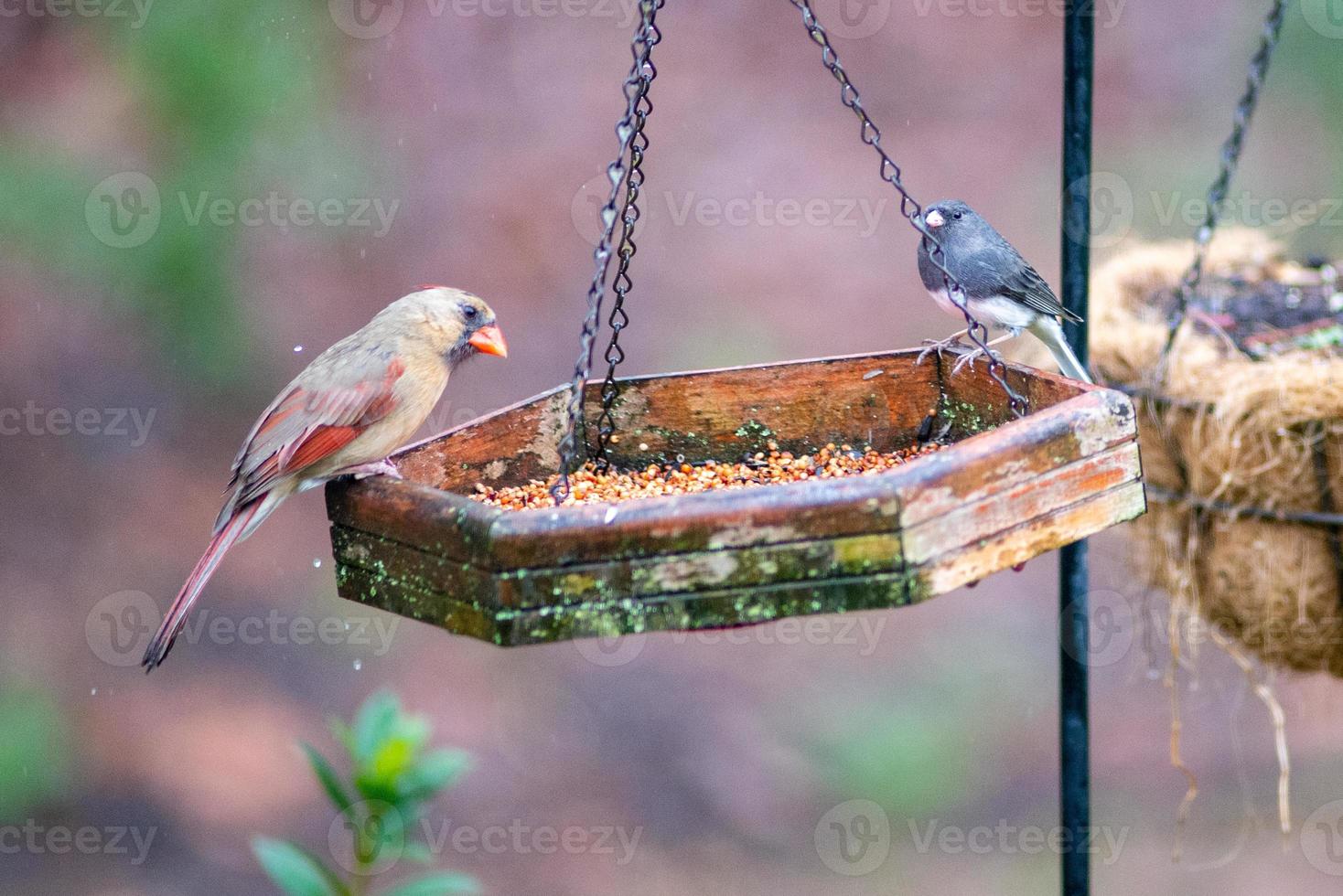 oiseaux de basse-cour autour de la mangeoire à oiseaux photo