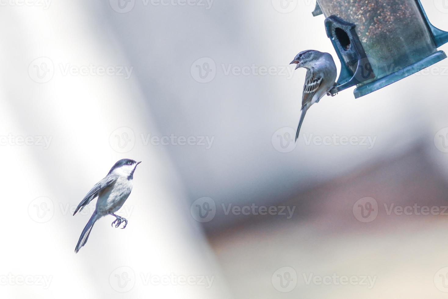 oiseaux se nourrissant et jouant à la mangeoire photo