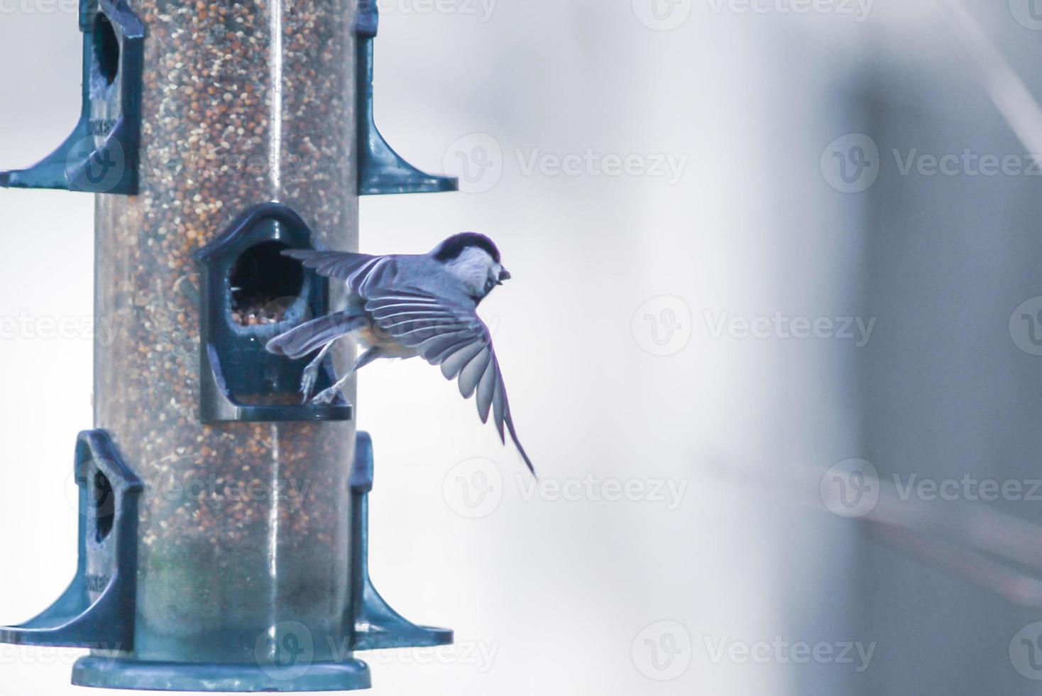 oiseaux se nourrissant et jouant à la mangeoire photo