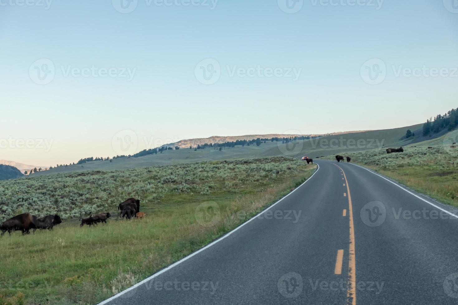 les bisons paissent dans la vallée de lamar au parc national de yellowstone photo
