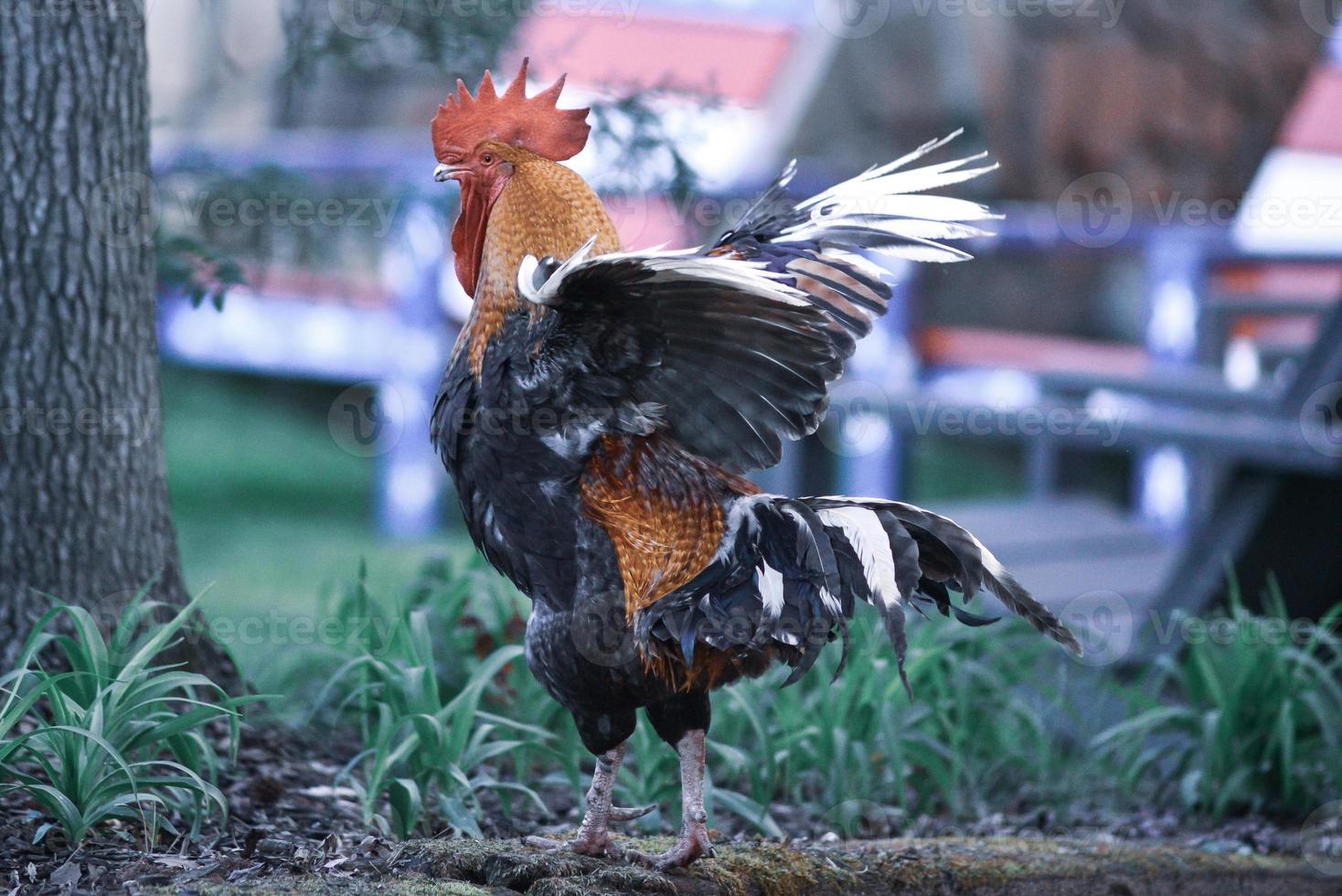 grand beau coq coloré dans l'arrière-cour qui s'étend photo