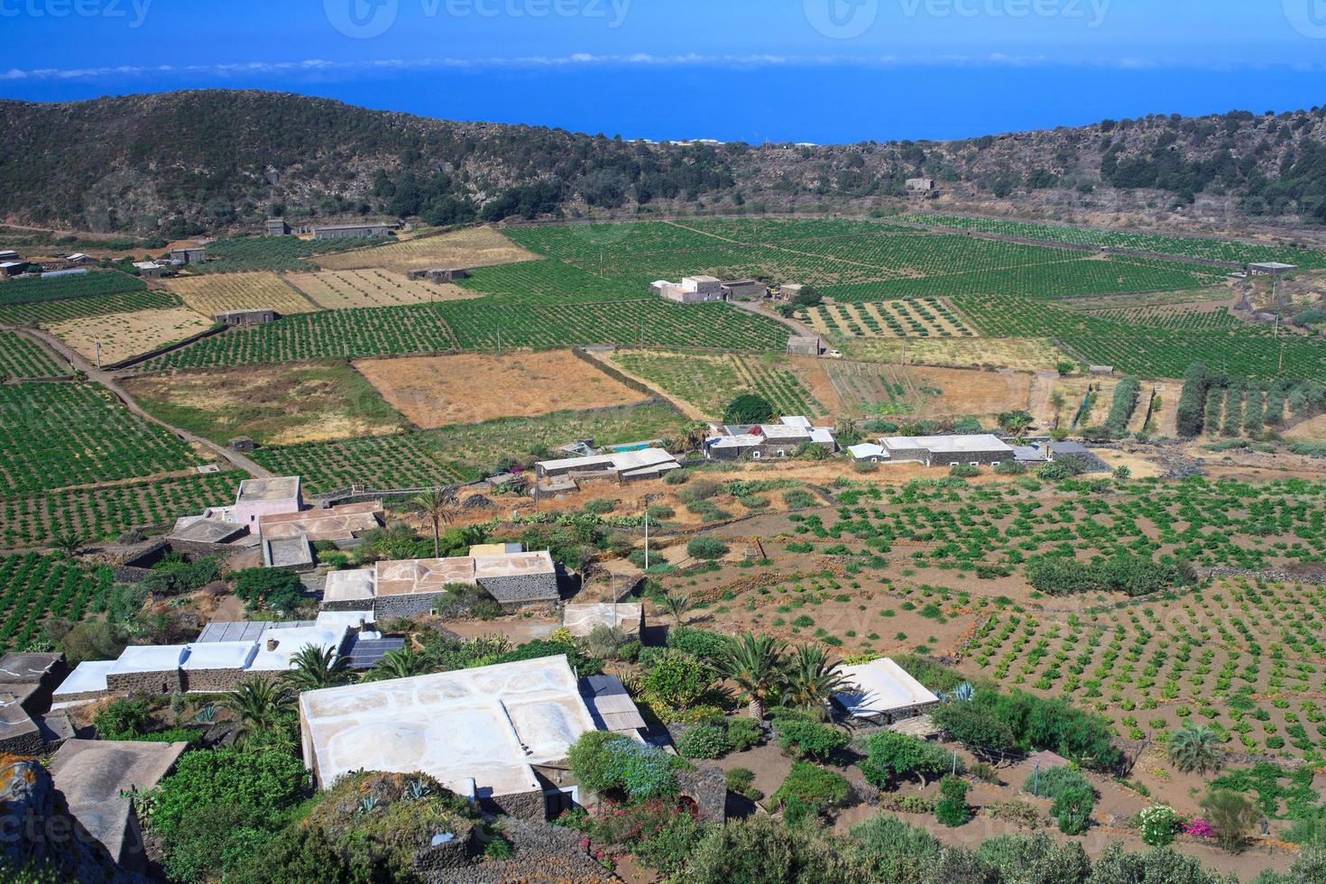 plantation, pantelleria photo