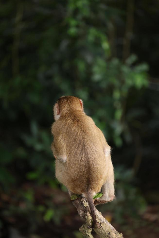 des singes sauvages se prélassent et mangent par terre. dans le parc national de khao yai, thaïlande photo