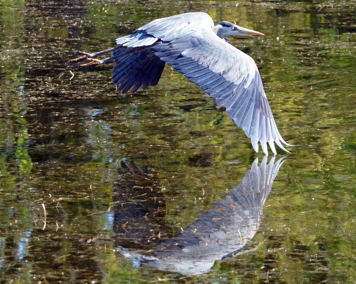 grand héron en vol avec reflet de l'eau photo