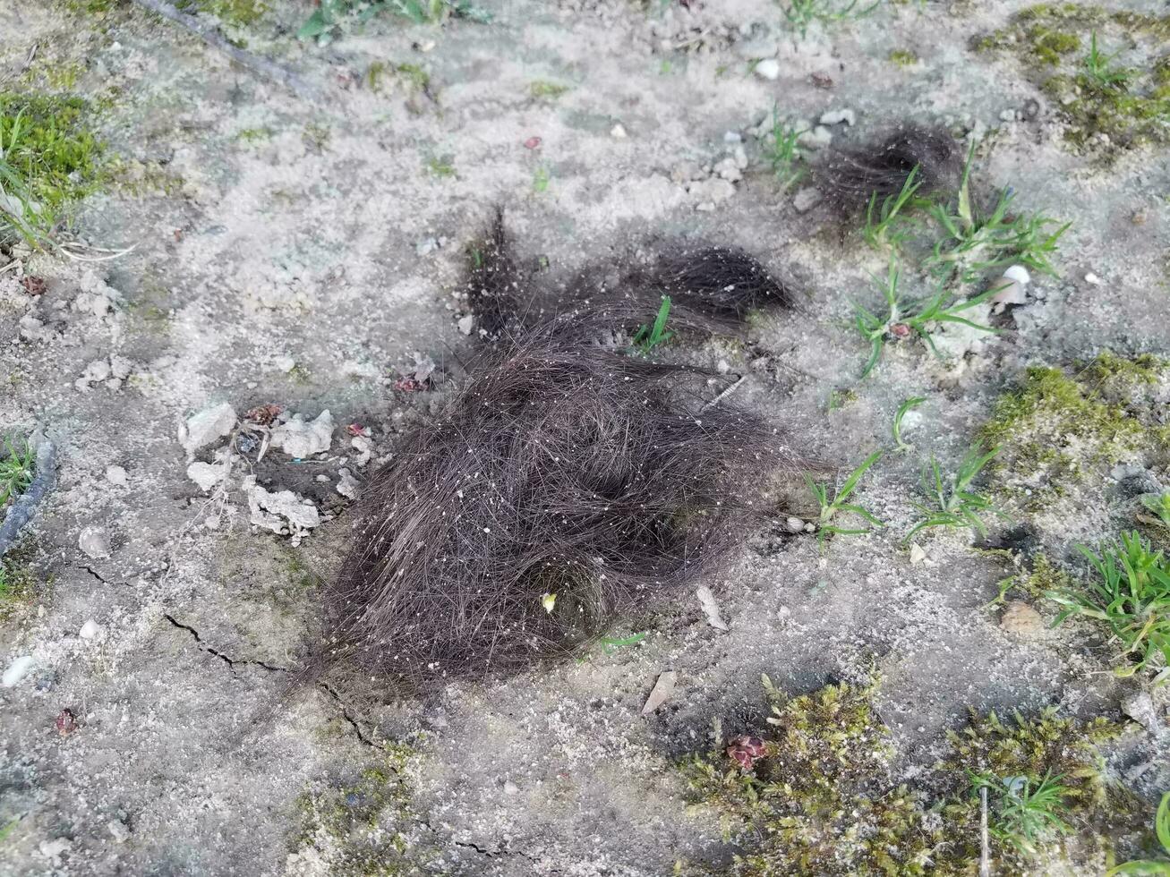 couper les cheveux bruns sur la saleté ou le sol à l'extérieur photo