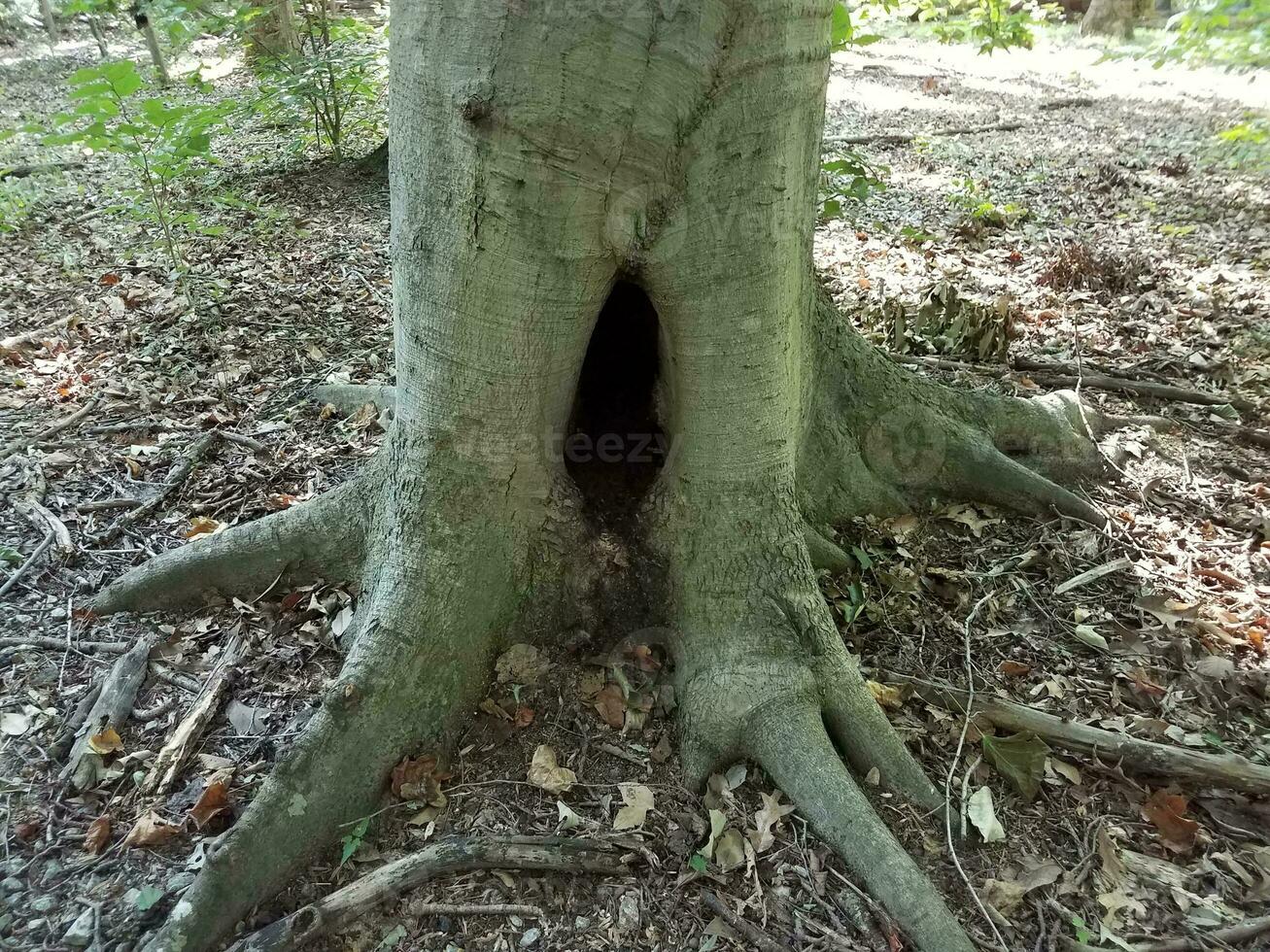 trou creux sombre à la base d'un arbre photo