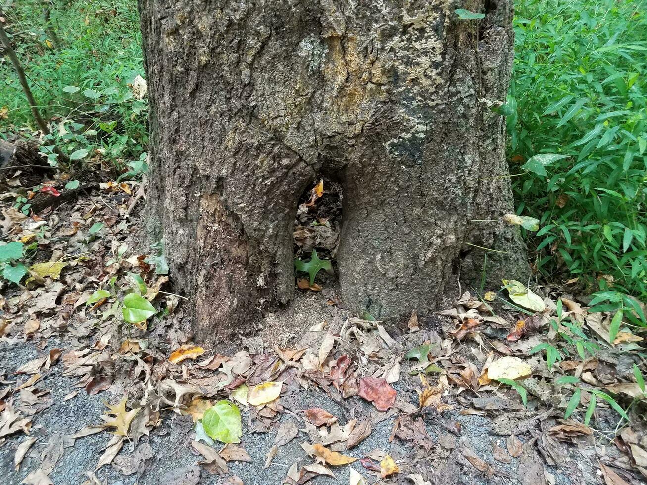 trou à la base d'un arbre avec des feuilles mortes photo