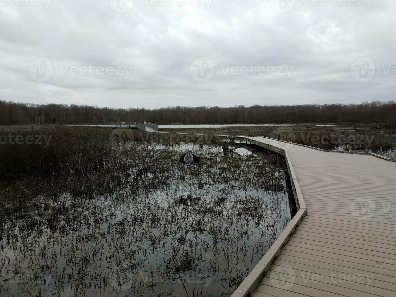 promenade dans une zone humide avec des arbres et des hérons photo