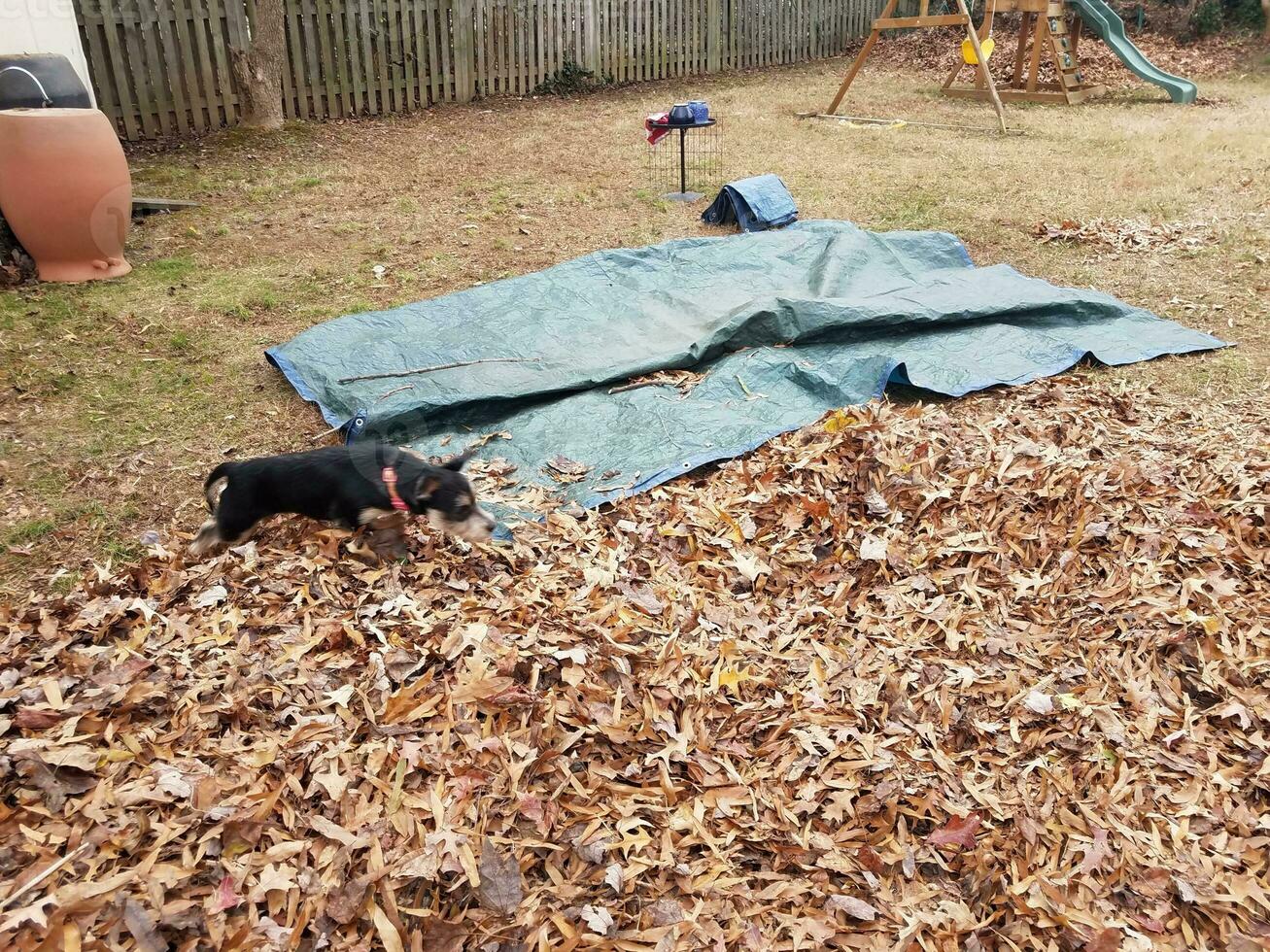 chien noir et feuilles brunes et bâche bleue photo