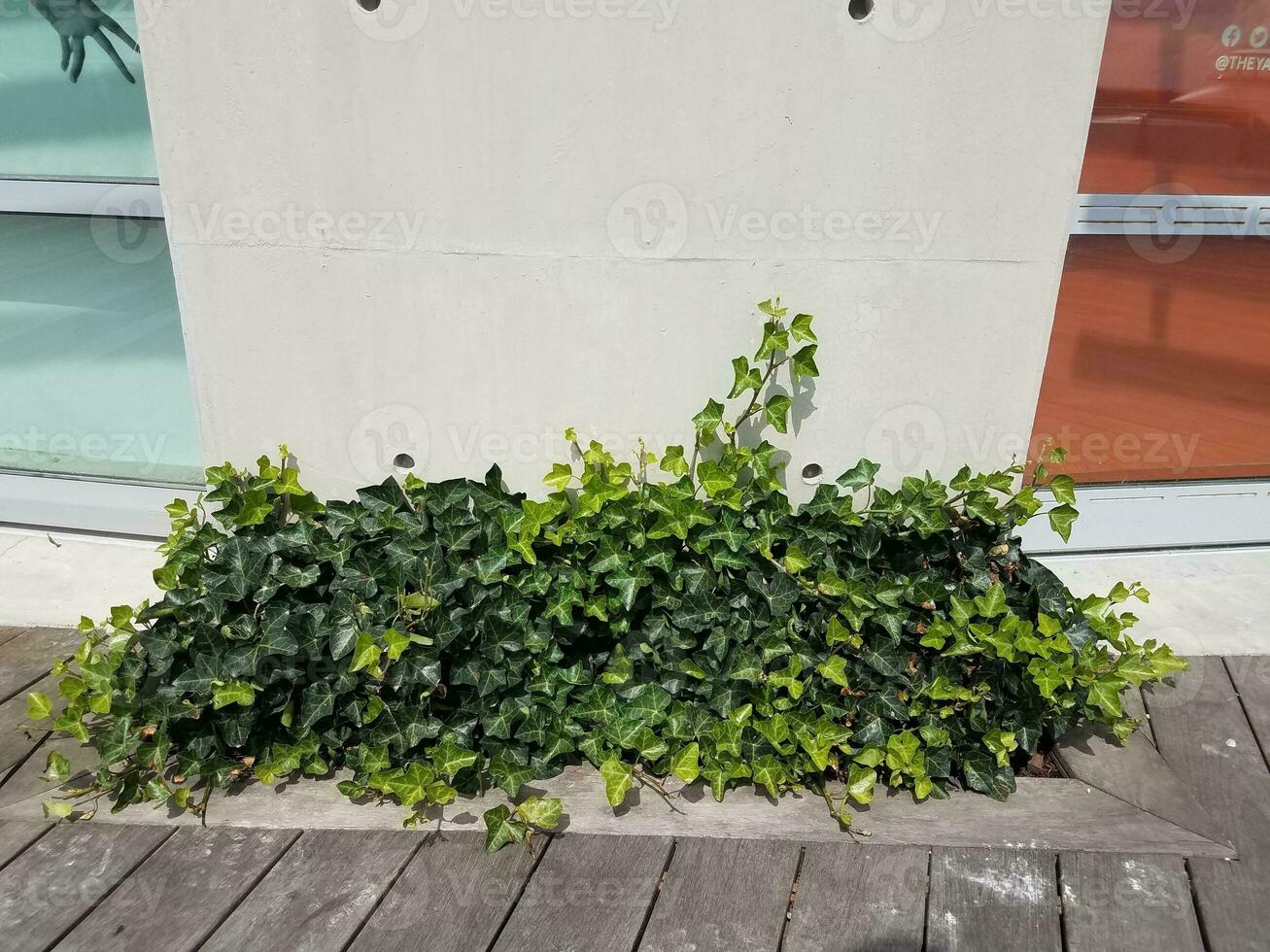 lierre vert au sol près du ciment et du bois photo