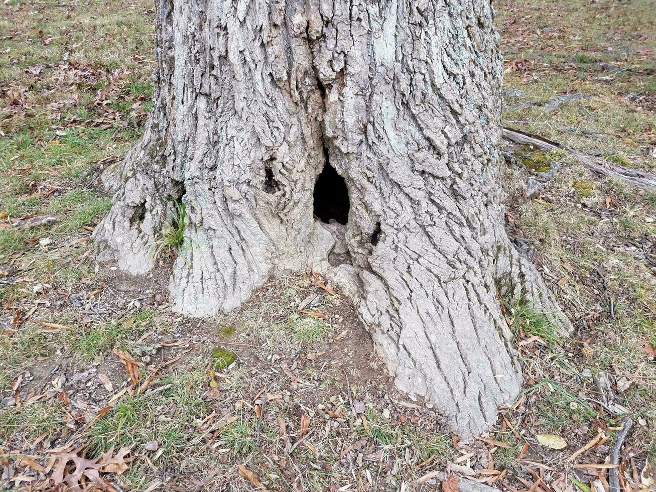 trou noir foncé à la base de l'arbre photo