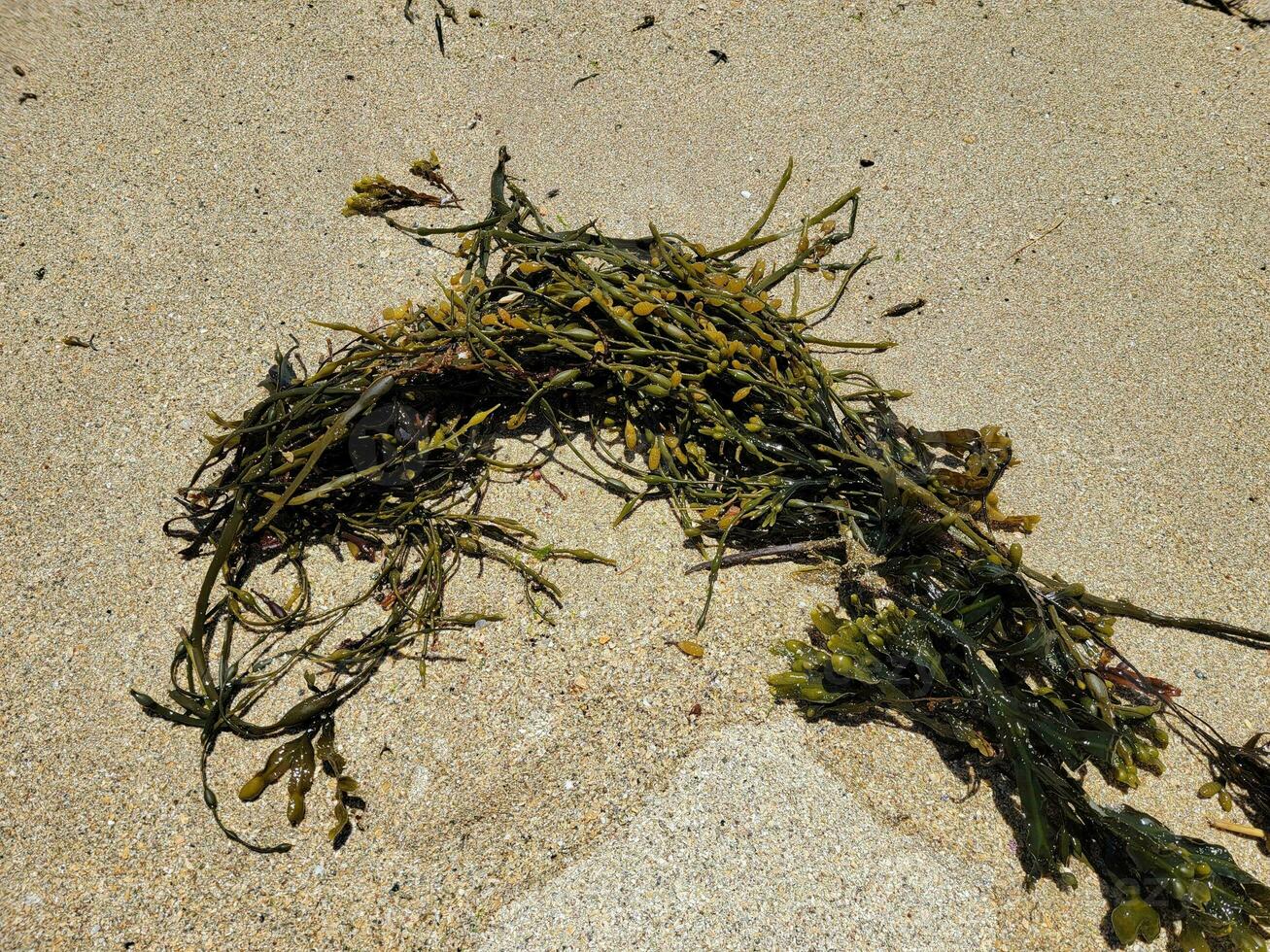 Touffe de varech séchée dans du sable humide avec de l'eau photo