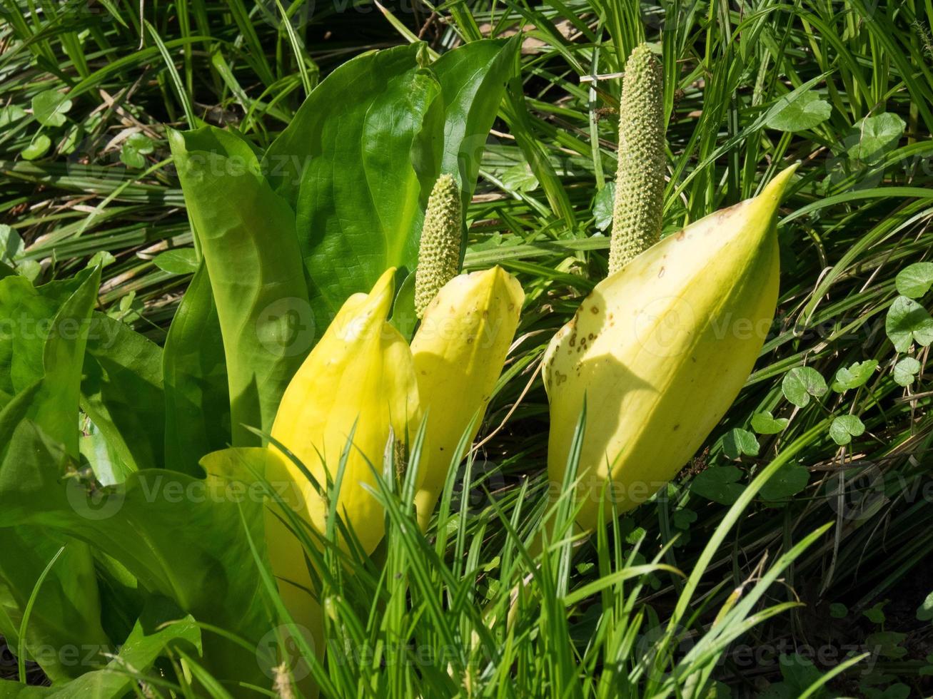 le printemps aux pays bas photo