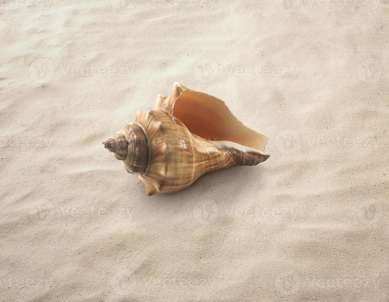 coquillage vide isolé sur le sable, la plage, la mer photo