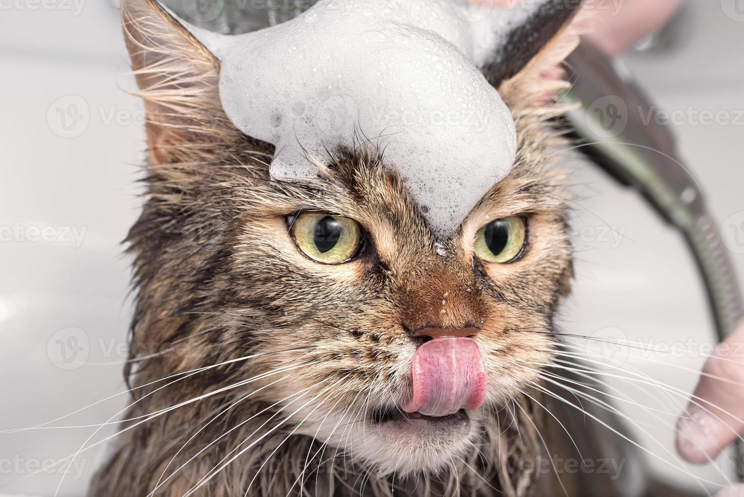 chat mouillé dans le bain photo