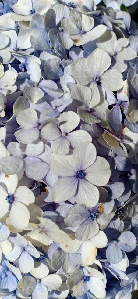 fleur d'hortensia bleu photo