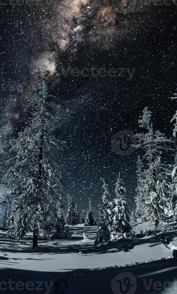 vue majestueuse sur la forêt avec sapins et cosmos avec de nombreuses étoiles photo