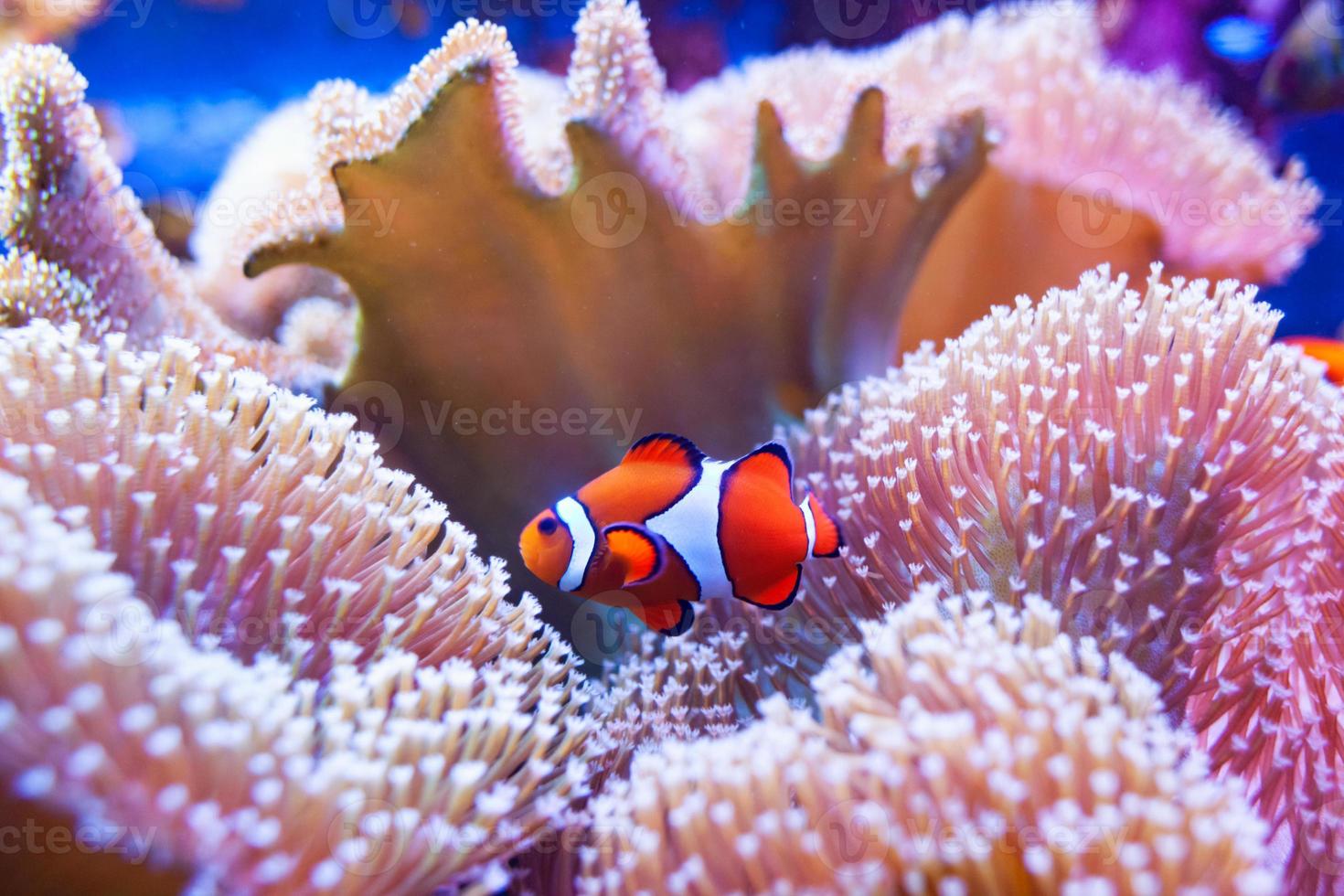 poisson clown nageant dans les coraux. photo