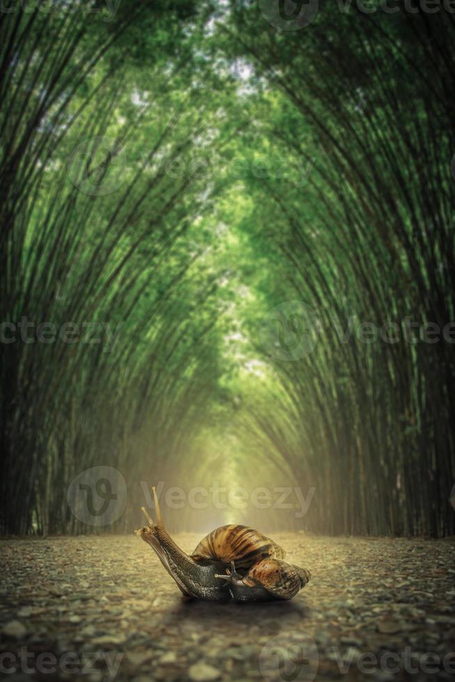 escargot sur le sol. le chemin flanqué de deux côtés sans fond de forêt de bambous. photo