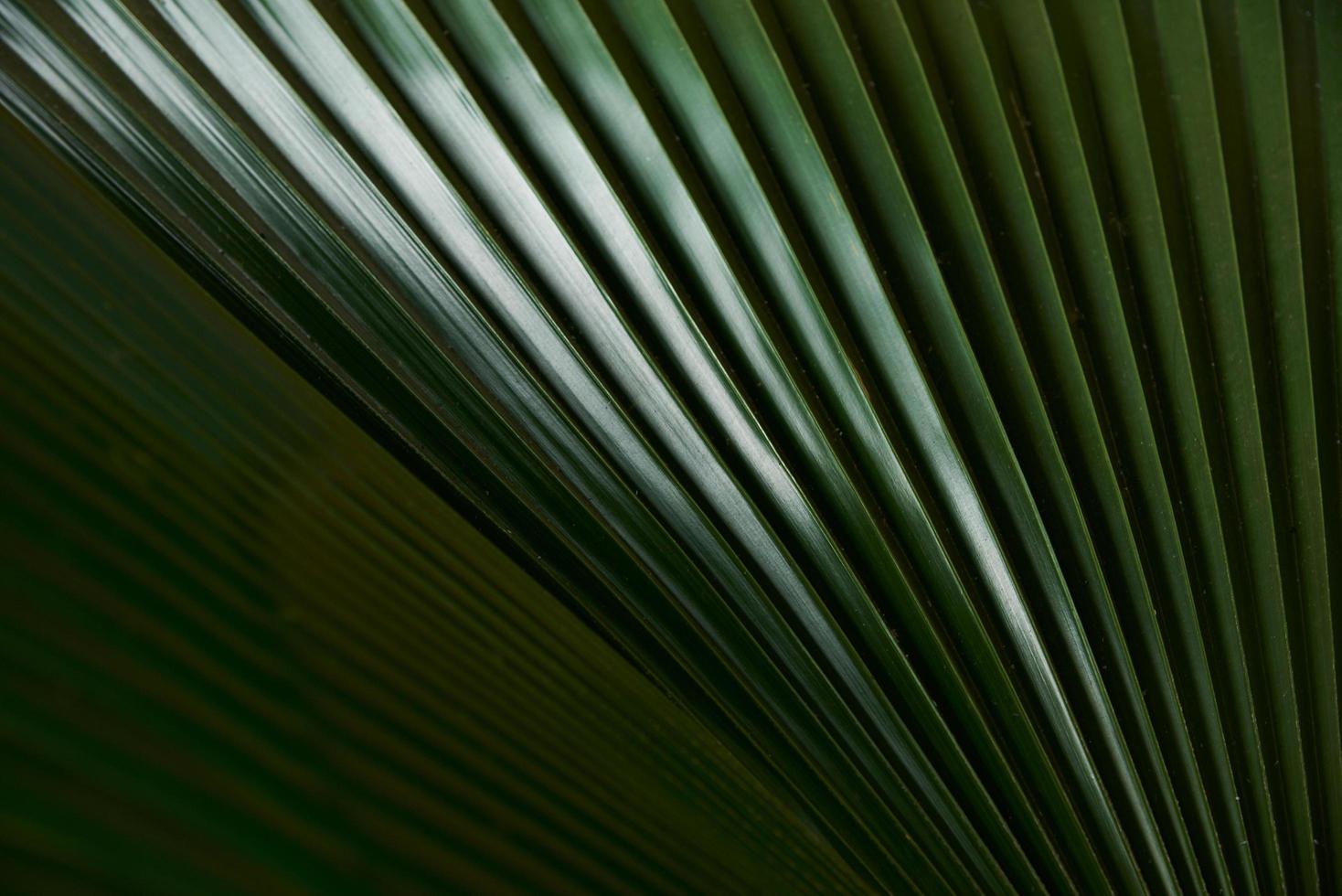 vue rapprochée du modèle de feuille de palmier photo