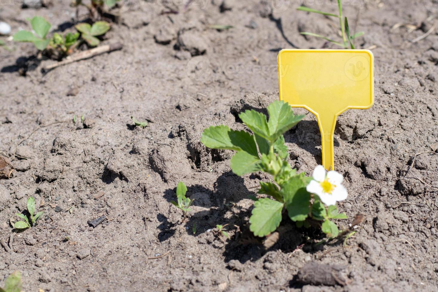 fraises dans le jardin de printemps avec une étiquette de jardin jaune pour l'étiquetage. fraises biologiques avec des feuilles vertes qui poussent sur le terrain. buisson de fraises sur la plantation. photo