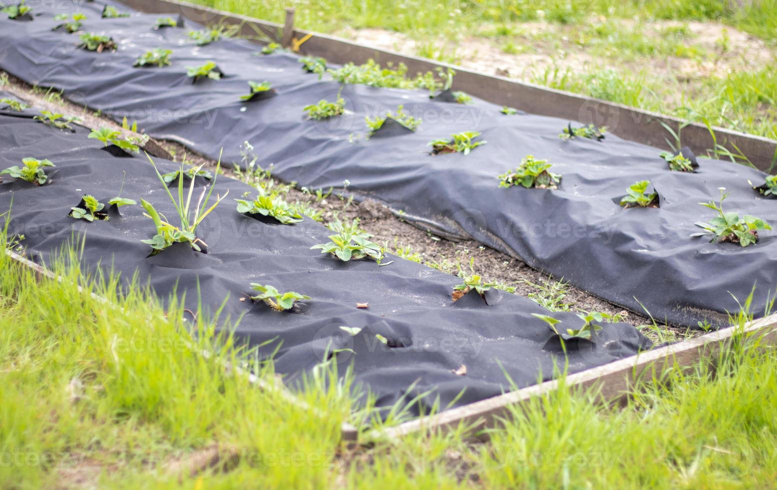 longs lits soignés de fraises recouverts d'agrofibre noire. un fraisier vert dans un trou spunbond noir foncé dans le sol. application de technologies modernes pour la culture des fraises. photo