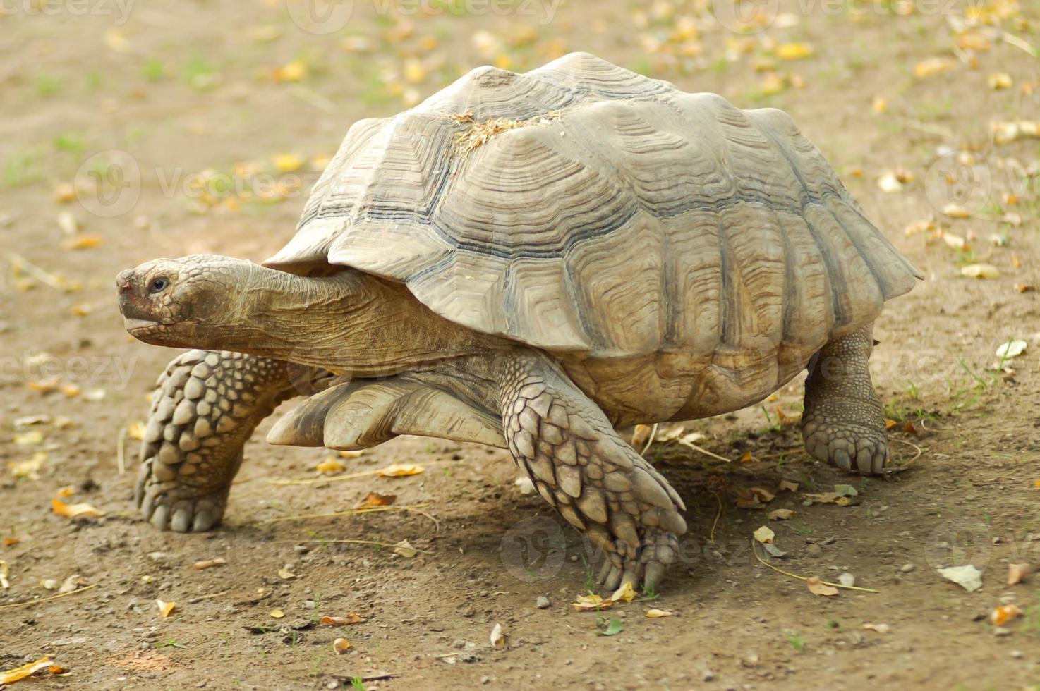 tortue géante des Galapagos photo