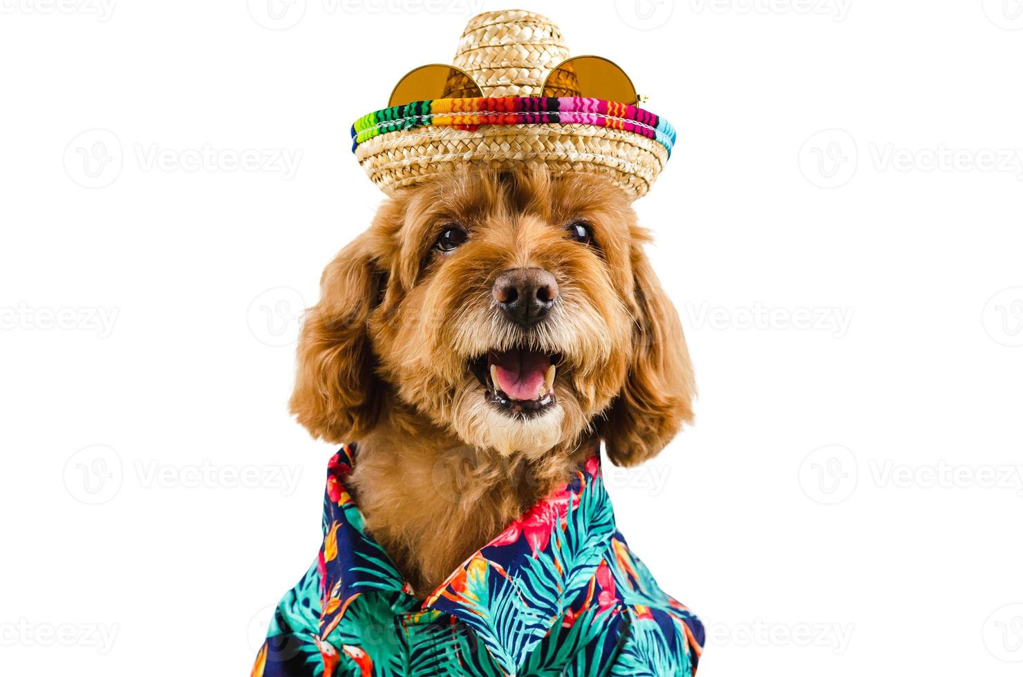 un adorable chien caniche toy marron portant un chapeau avec des lunettes de soleil sur le dessus et une robe hawaïenne photo