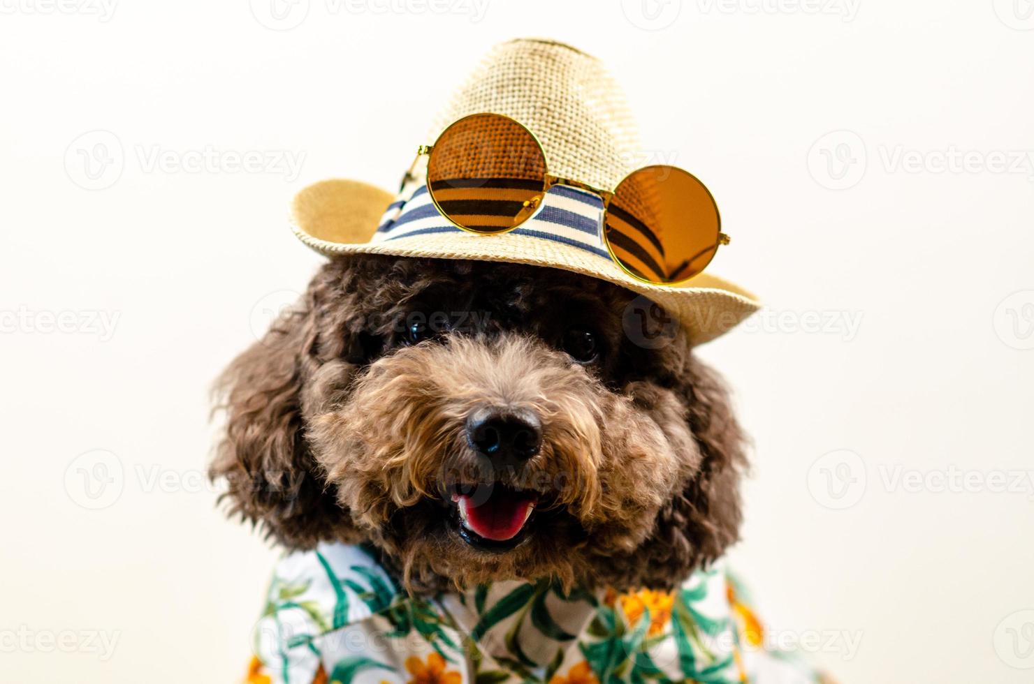 un adorable chien caniche jouet noir souriant porte un chapeau avec des lunettes de soleil sur le dessus et une robe hawaïenne pour la saison estivale sur fond blanc. photo