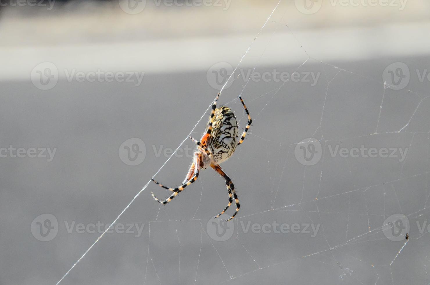 araignée et toile photo