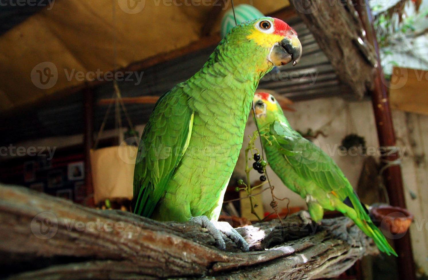 deux perroquets verts photo