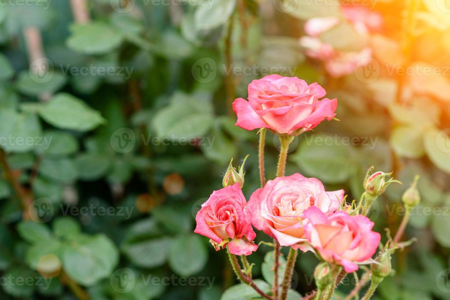 fleurs roses roses sur le rosier dans le jardin en été photo