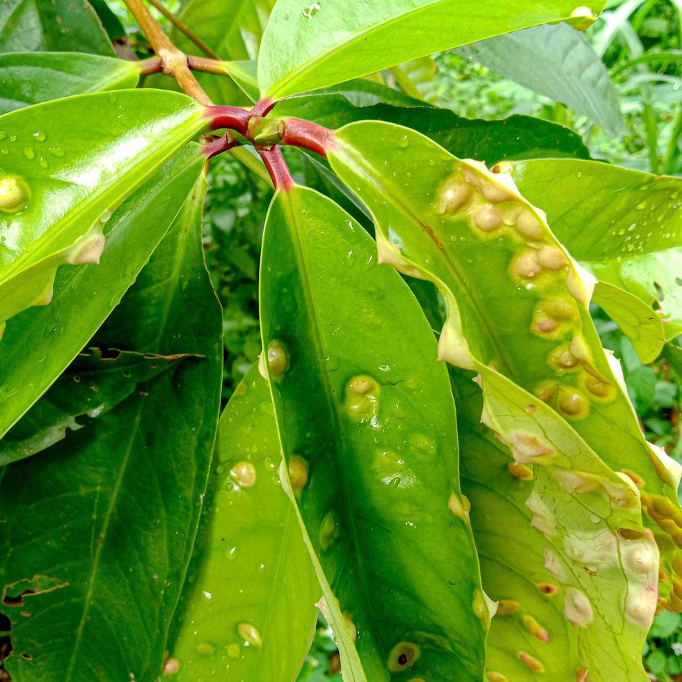 photo de feuilles de goyave jambak, feuilles vertes fraîches