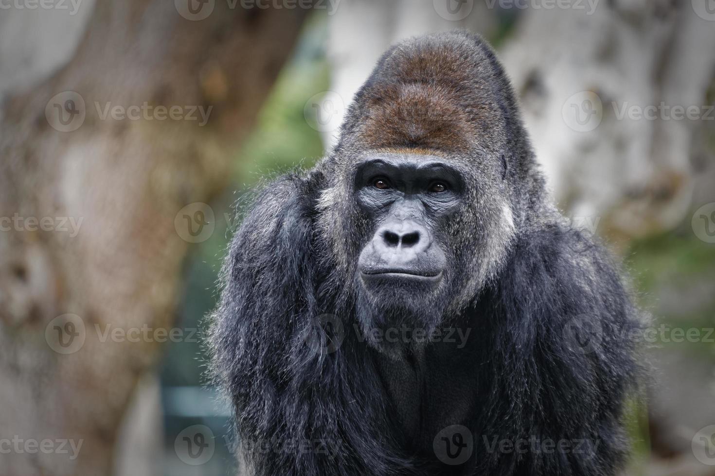 portrait de gorille avec arrière-plan flou photo