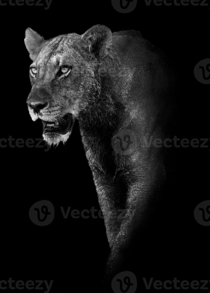 chasse au lion (traitement artistique) photo