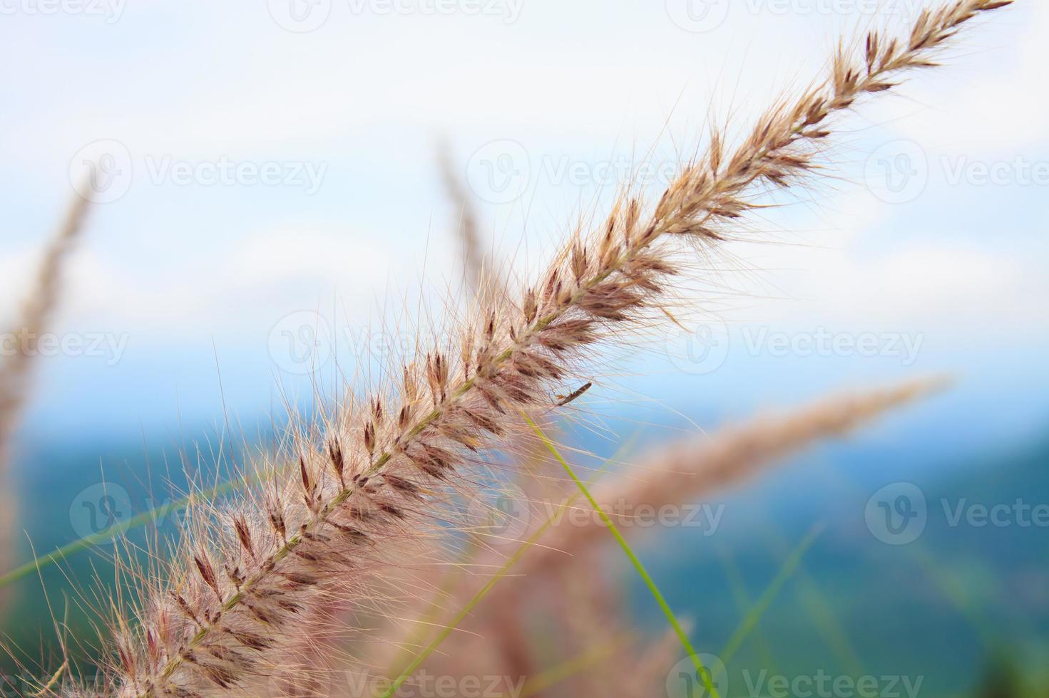 fleur d'herbe se bouchent photo