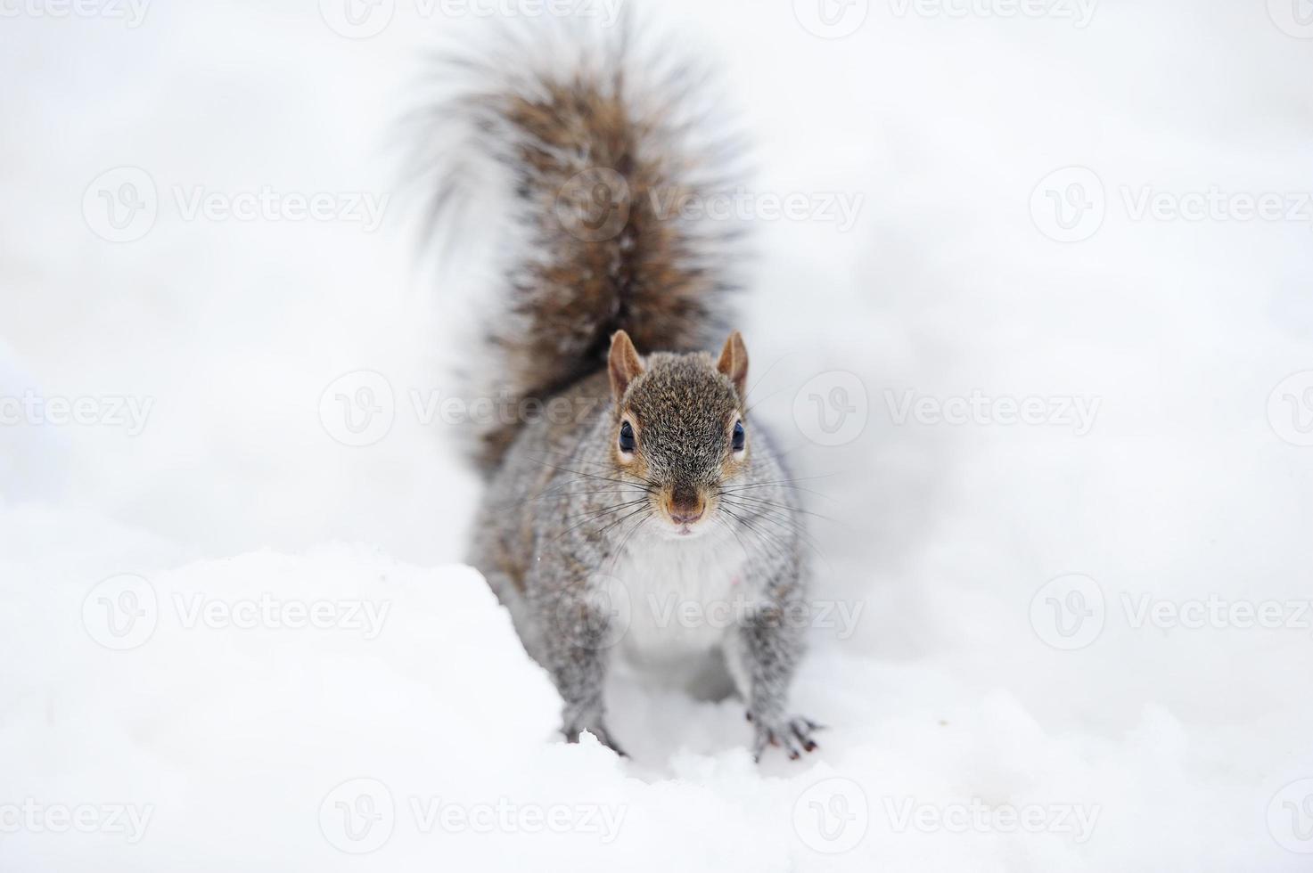 écureuil avec de la neige en hiver photo