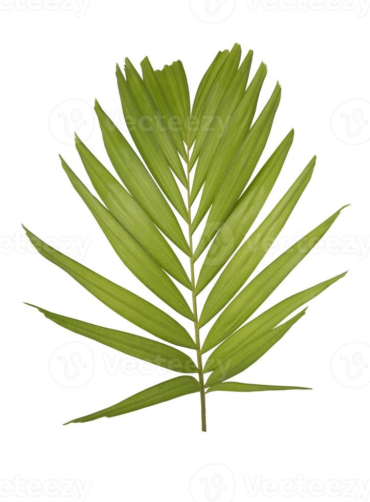 feuille de palmier vert isolé sur fond blanc photo