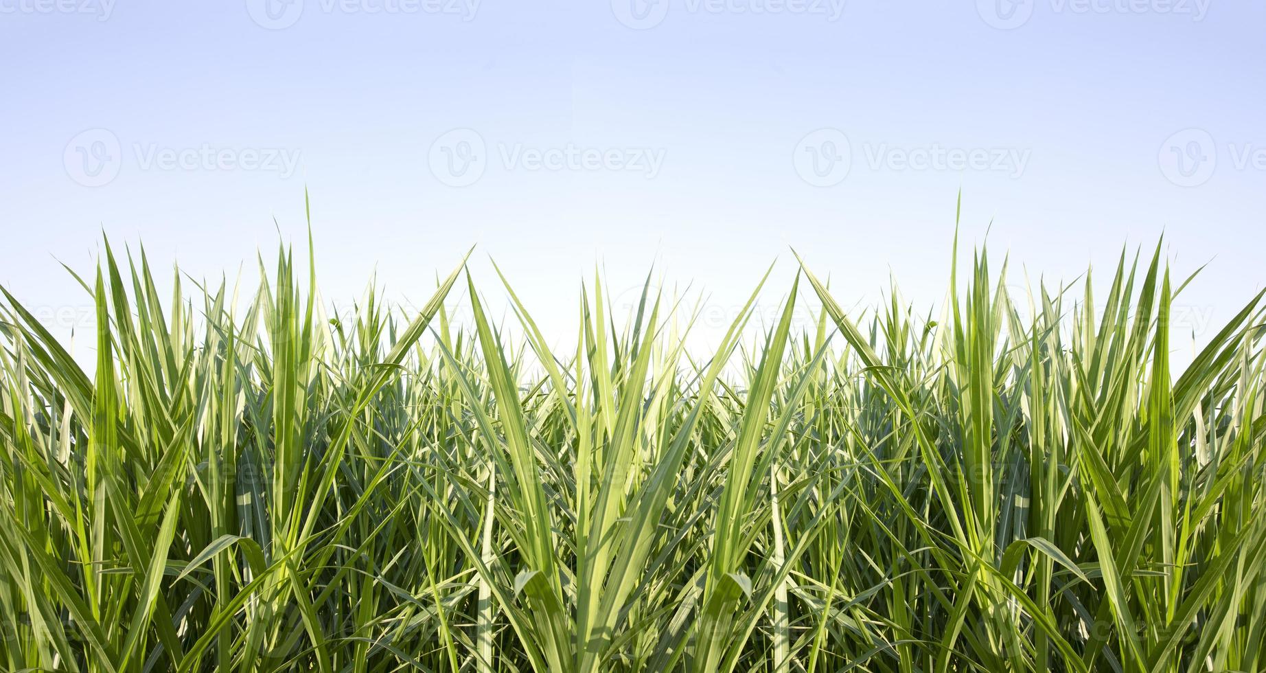 herbe verte avec fond de ciel bleu photo