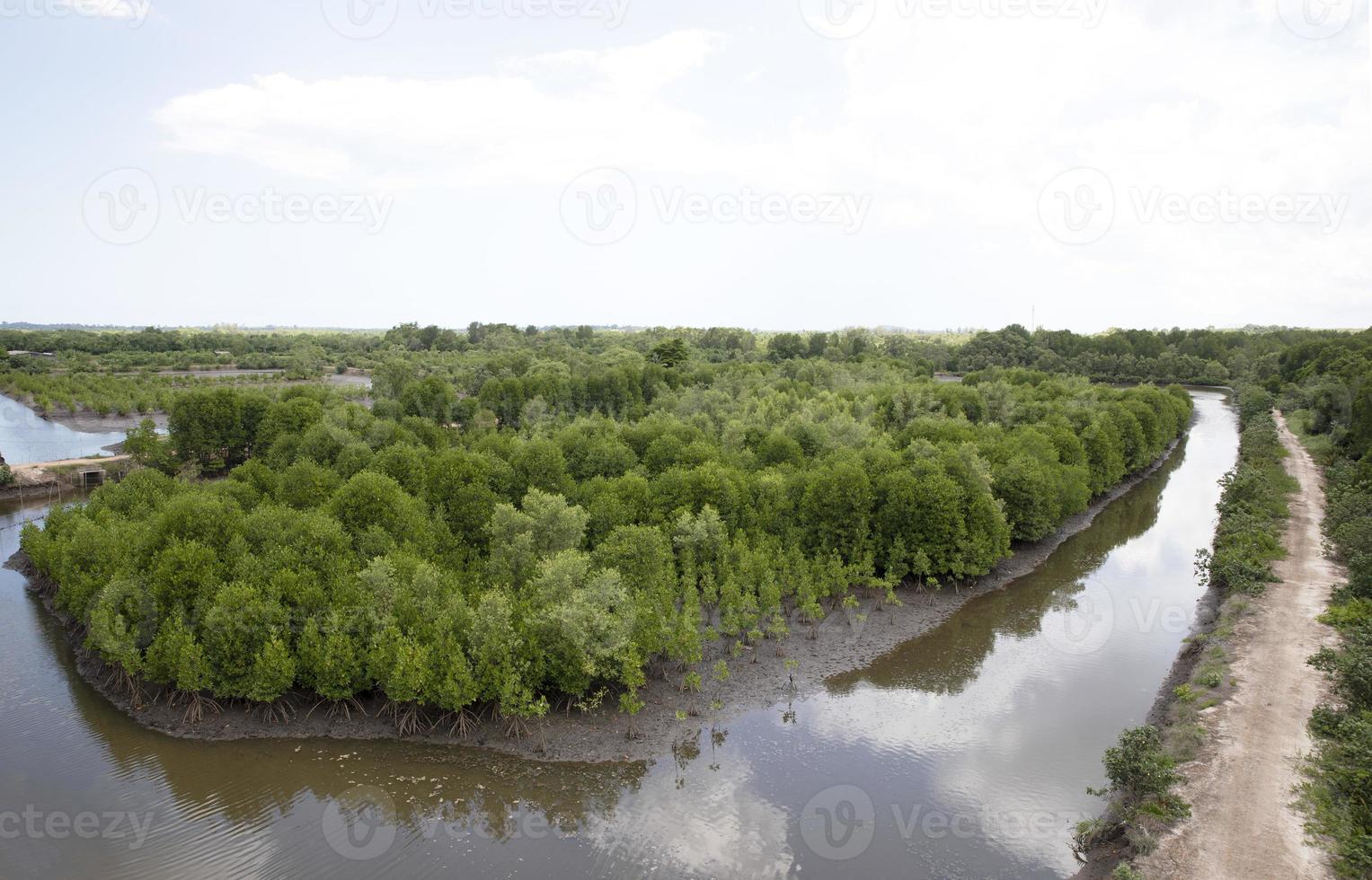 vue aérienne des forêts de mangroves tropicales. paysage de mangrove. photo