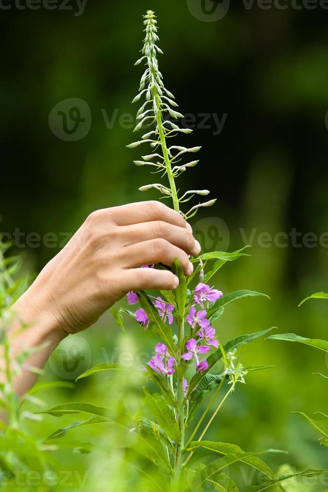 cueillette à la main des fleurs de saule (ivan-thé) photo