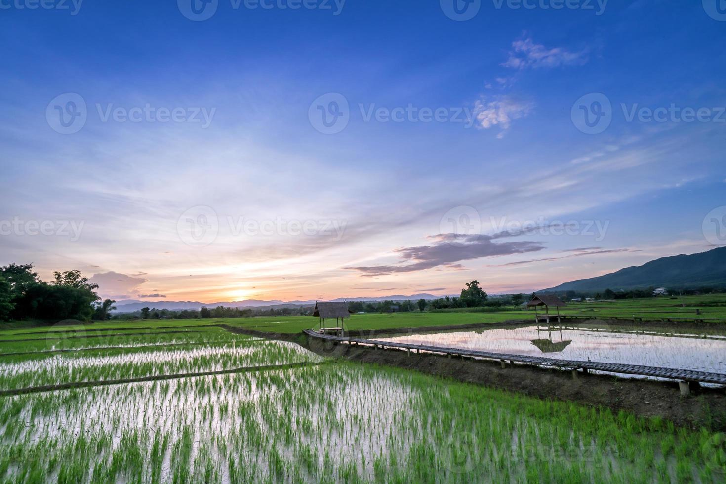 champ de riz vert avec ciel du soir photo