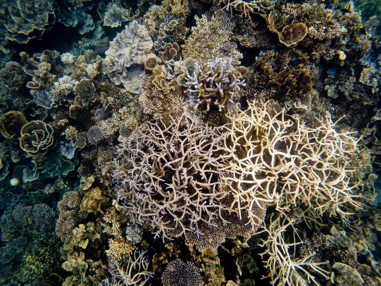 photos de coraux sous-marins sur le récif de ningaloo