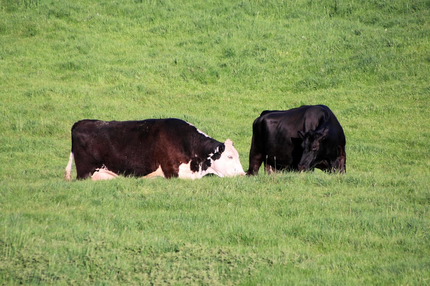 vaches dans un champ près de Whitchurch photo