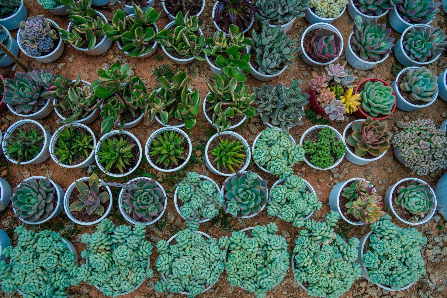 plantes succulentes miniatures au jardin photo